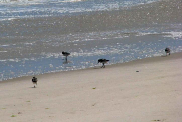 sanderlings, 해변, monomoy, 광 야, 피난처