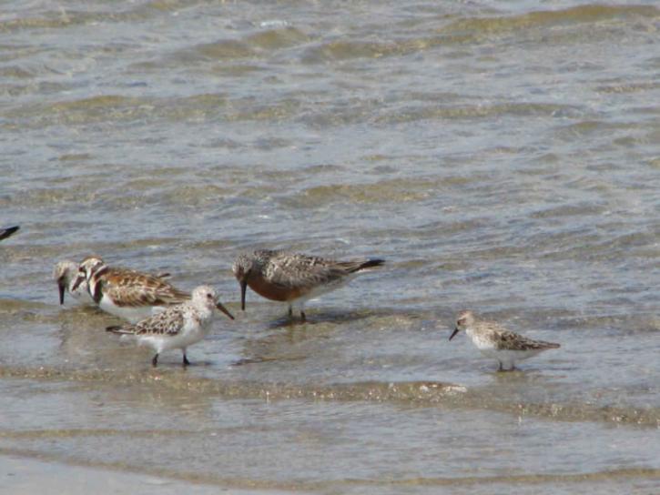 shorebirds, вода