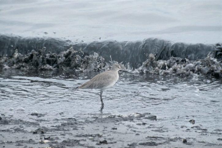 willet, froid, eau, rivage, ctrophorus semipalmatus