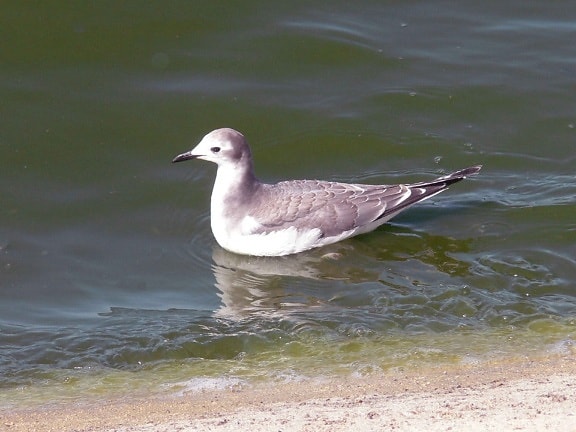 juvenile, bird, gull, swims, water, lake