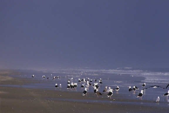 black, backed, gulls, shoreline