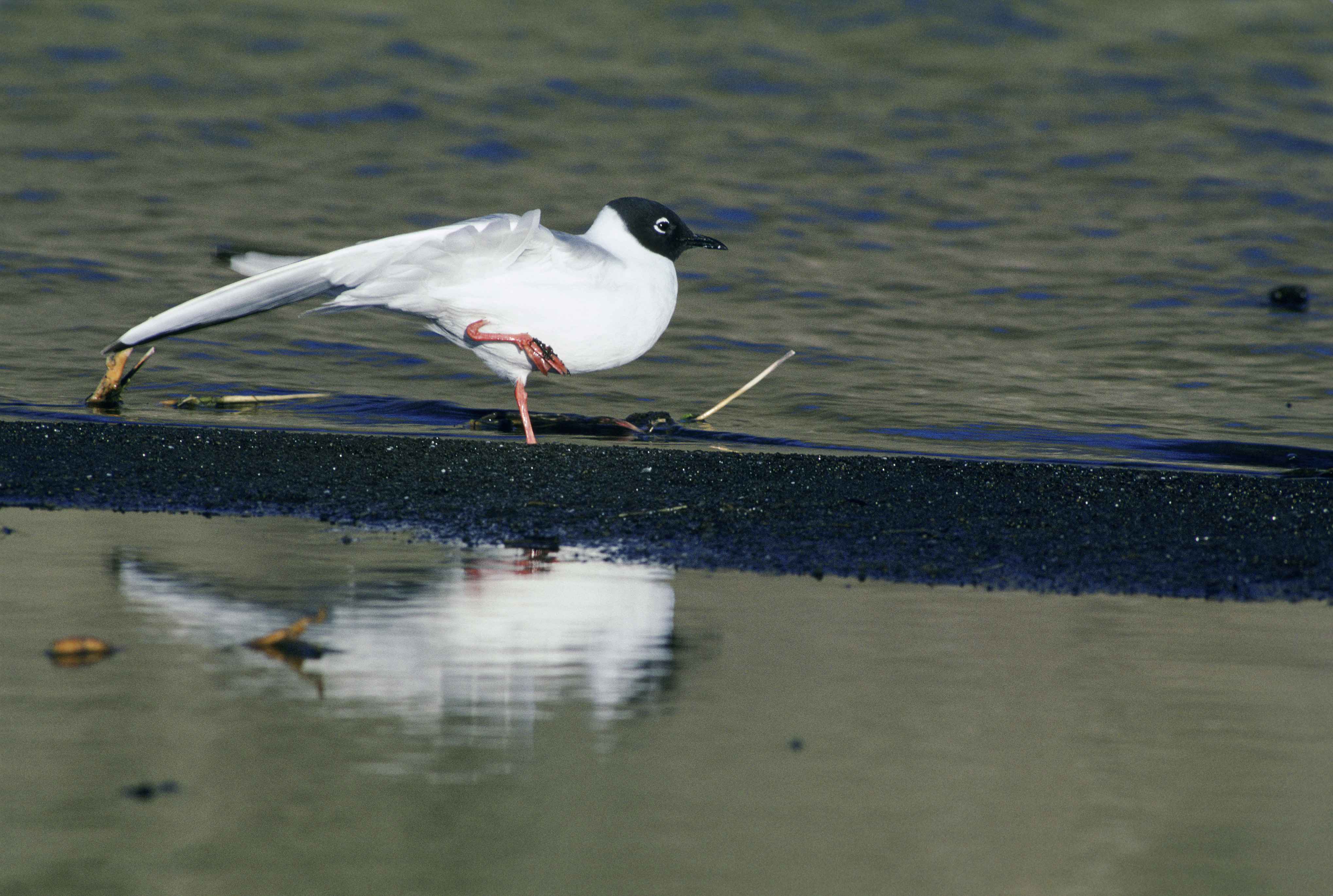 Free Picture Bonaparte Gull Standing Sand One Leg Lifted