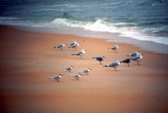 Flock, sjø, måker, sand