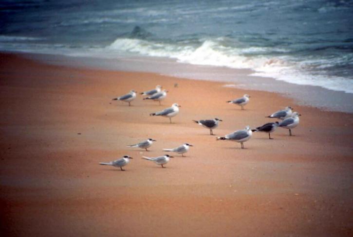 นกนางนวล ฝูง ทะเล หาดทราย