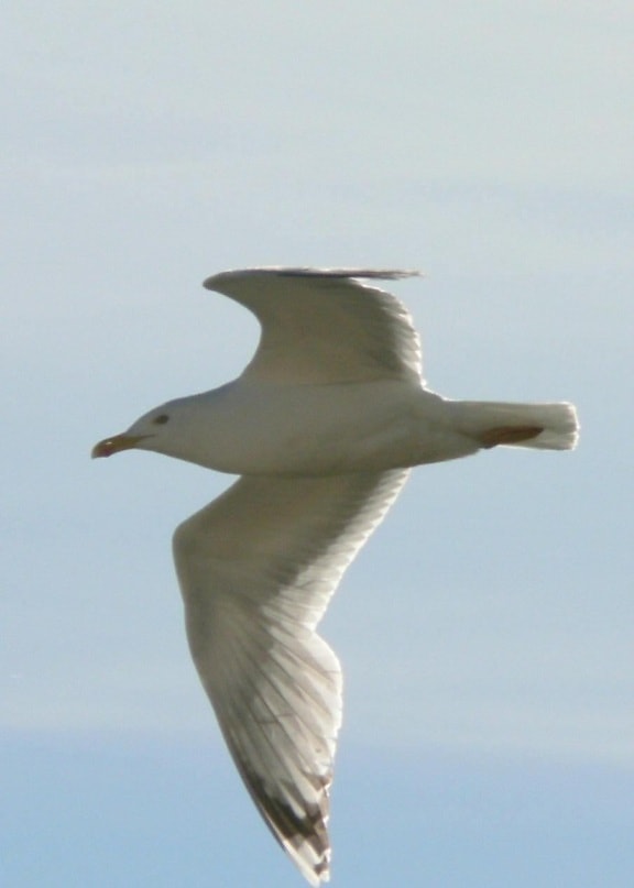 flying, seagull, close