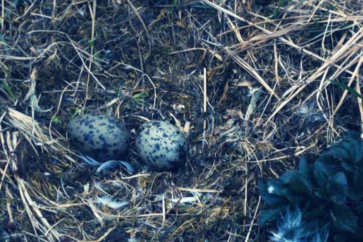 glacous, winged, gull, nest, two, eggs