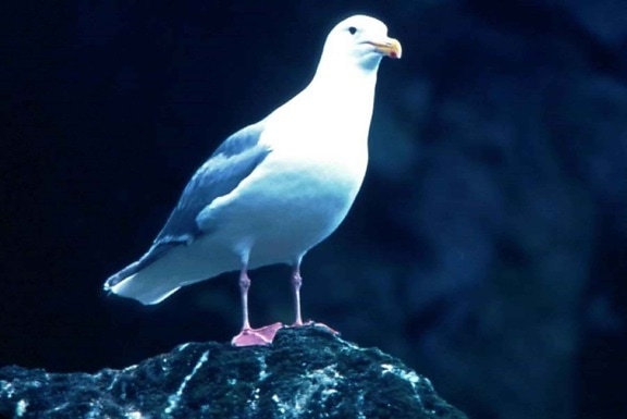 glacous, winged, gull, rock