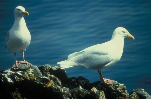 glaucous, gulls, birds, larus hyperboreus