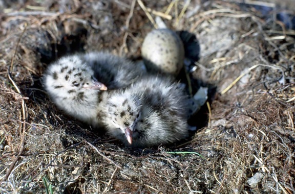 glaucous, winged, gull, chicks, nest, egg