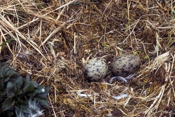 glaucous, winged, gull, nest, two, eggs