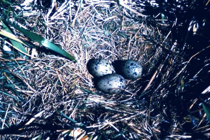 glaucous, geflügelte, Möwen, Eier, Nest
