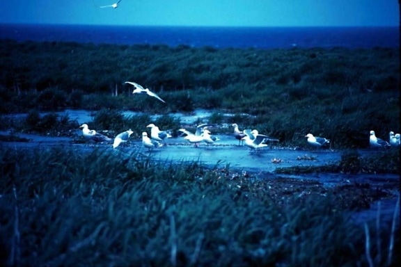 glaucous, winged, gulls, beach, pool
