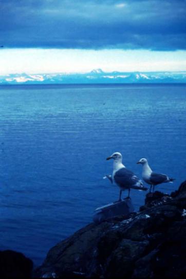 two, glacous, winged, gulls, shore