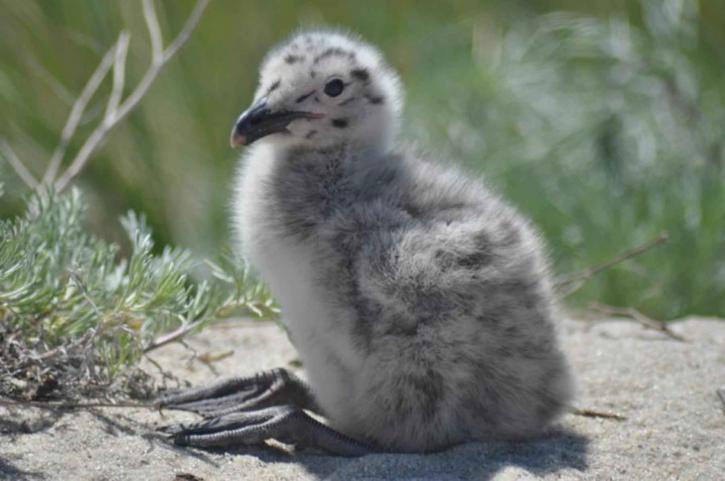 great, black, backed, gull, chick, grass