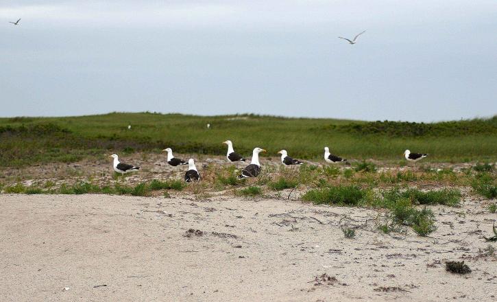 great, black, backed, gulls, beach