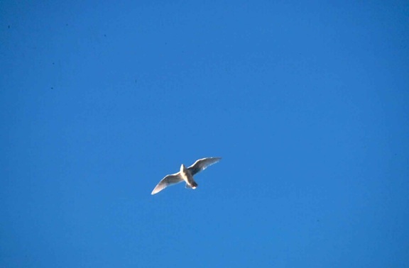 gull, bright, sky