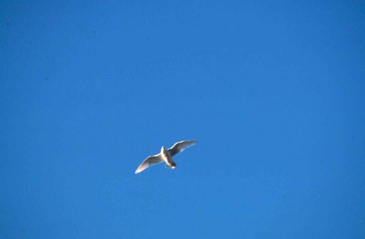 gull, bright, sky