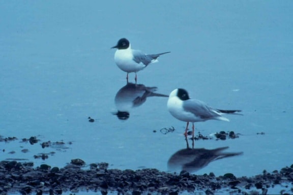gull, standing, water, reflection, larus philadelphia