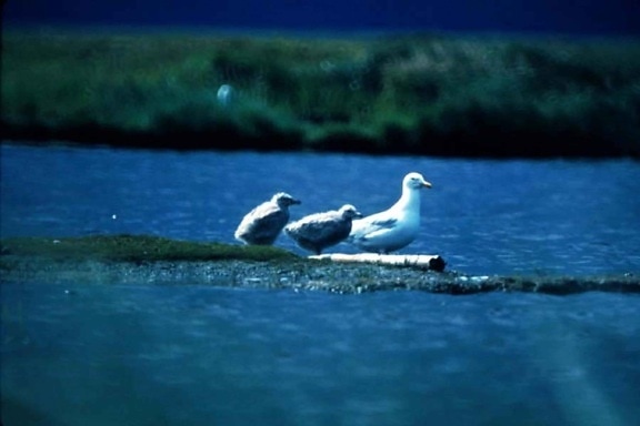 gulls, lake