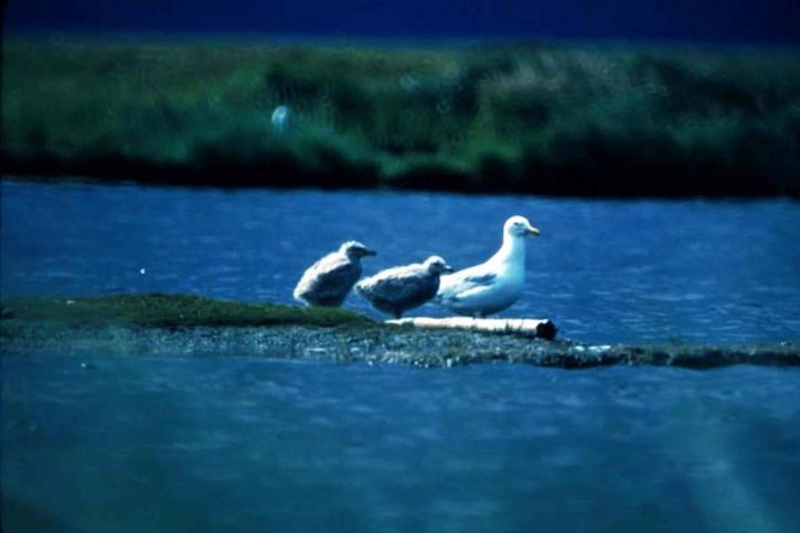 海鸥, 湖