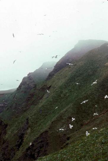 gulls, Paul, island