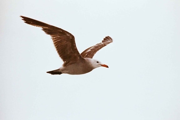 heerman, gull, bird, flight, larus heermanni