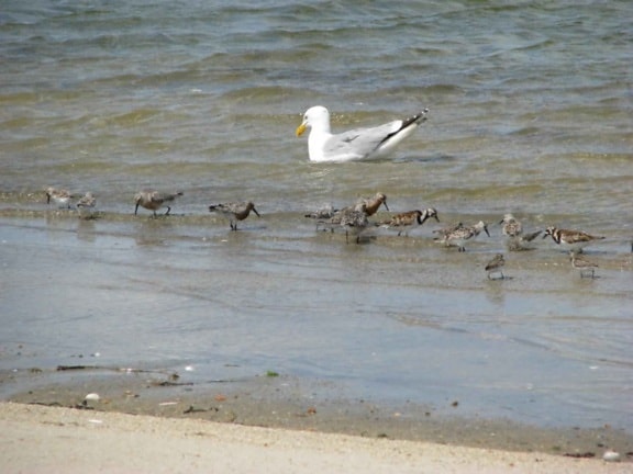 청 어 갈매기, shorebirds, 물, larus argentatus