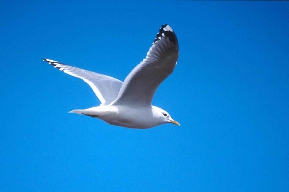 gull, flight