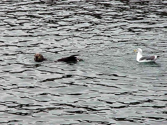 seagull, sea lion, water