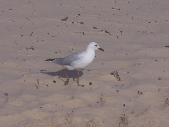 seagull, beach