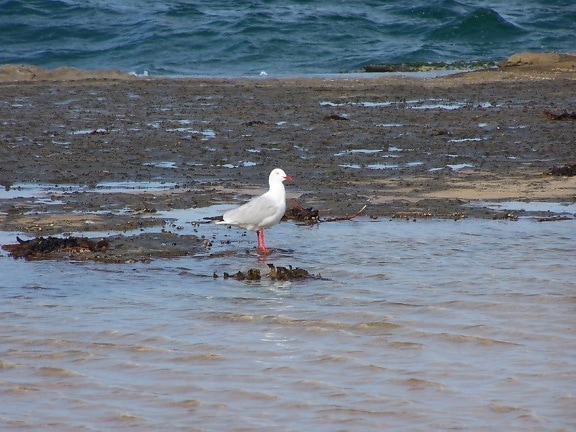 seagull, bird, beach