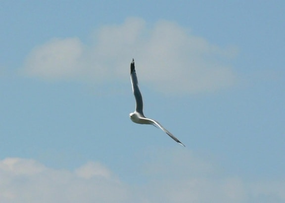 seagull, flying, sky, high