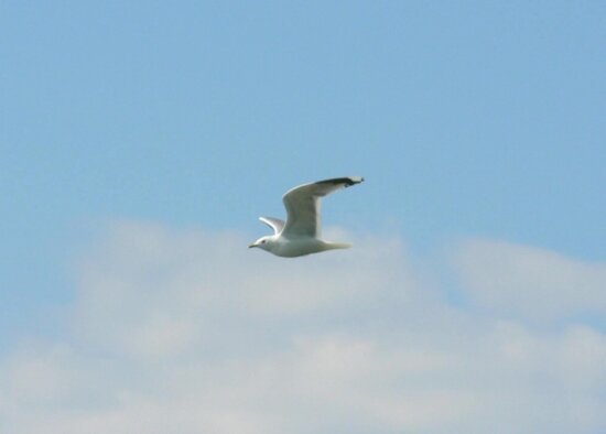 seagull, flying, ocean