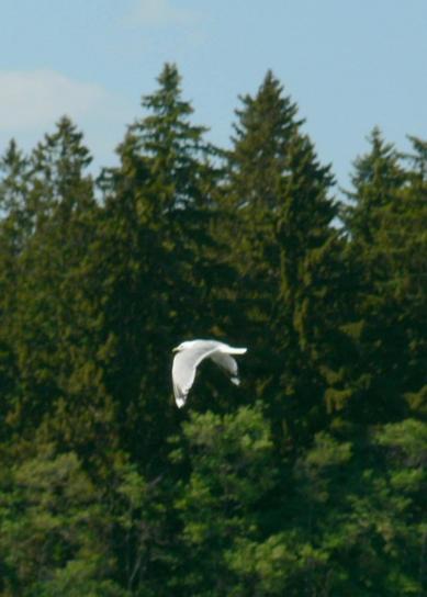 gaivota, voando, árvores