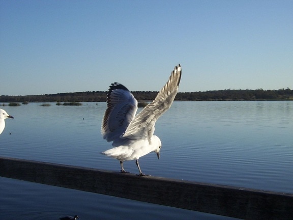 seagull, lake