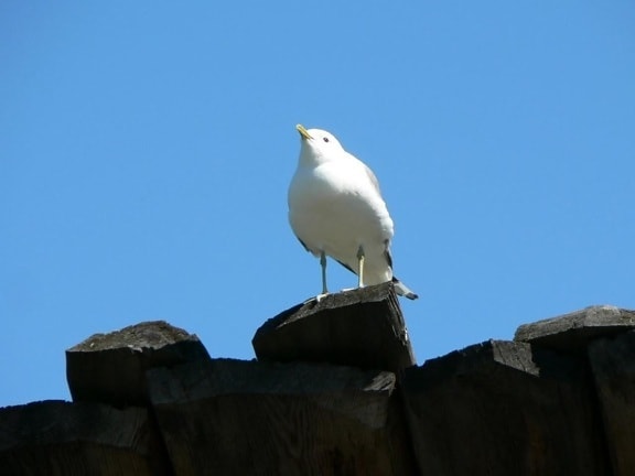 seagull, standing, dock