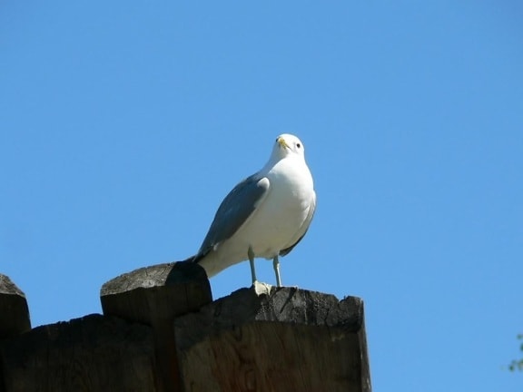 seagull, standing, wood