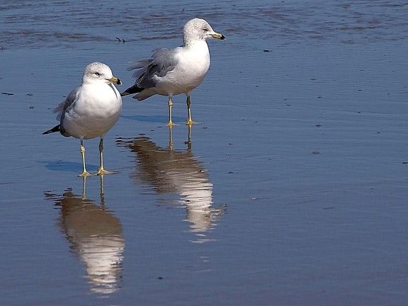 seagulls, birds, ocean, beach, water reflection