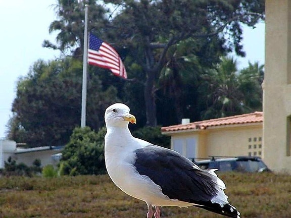 seagulls, birds, flags