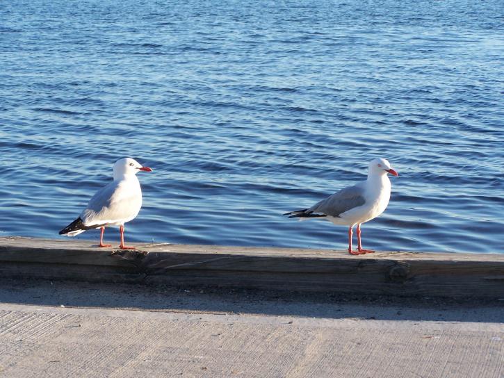 seagulls, lake