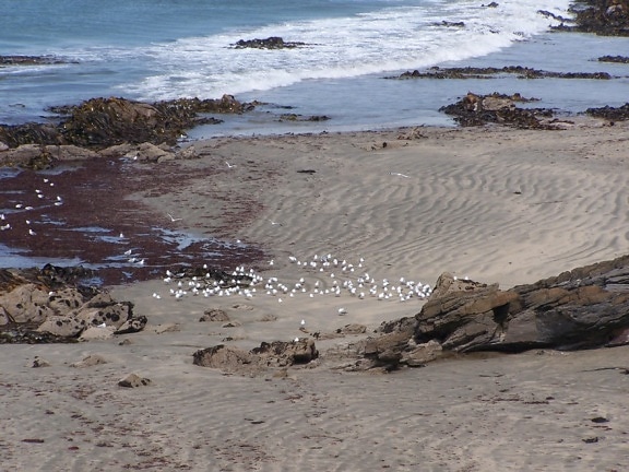 seagulls, feeding, beach