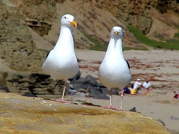 seagulls, ocean, beach