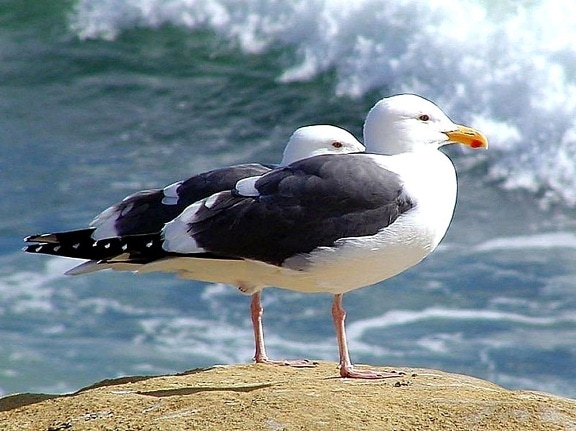 two, seagulls