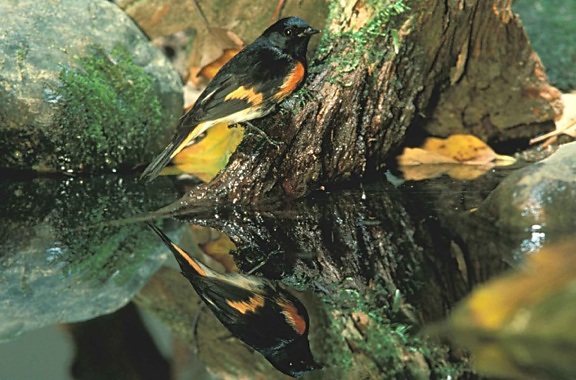 setophaga ruticilla อเมริกัน redstart นก