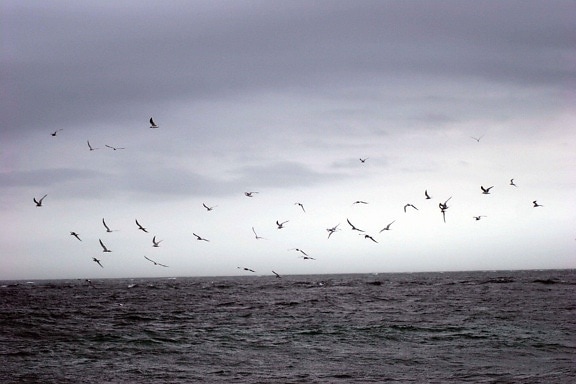 aves costeras, volar, océano, ondas