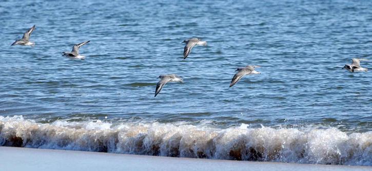 shorebirds, flight, waves