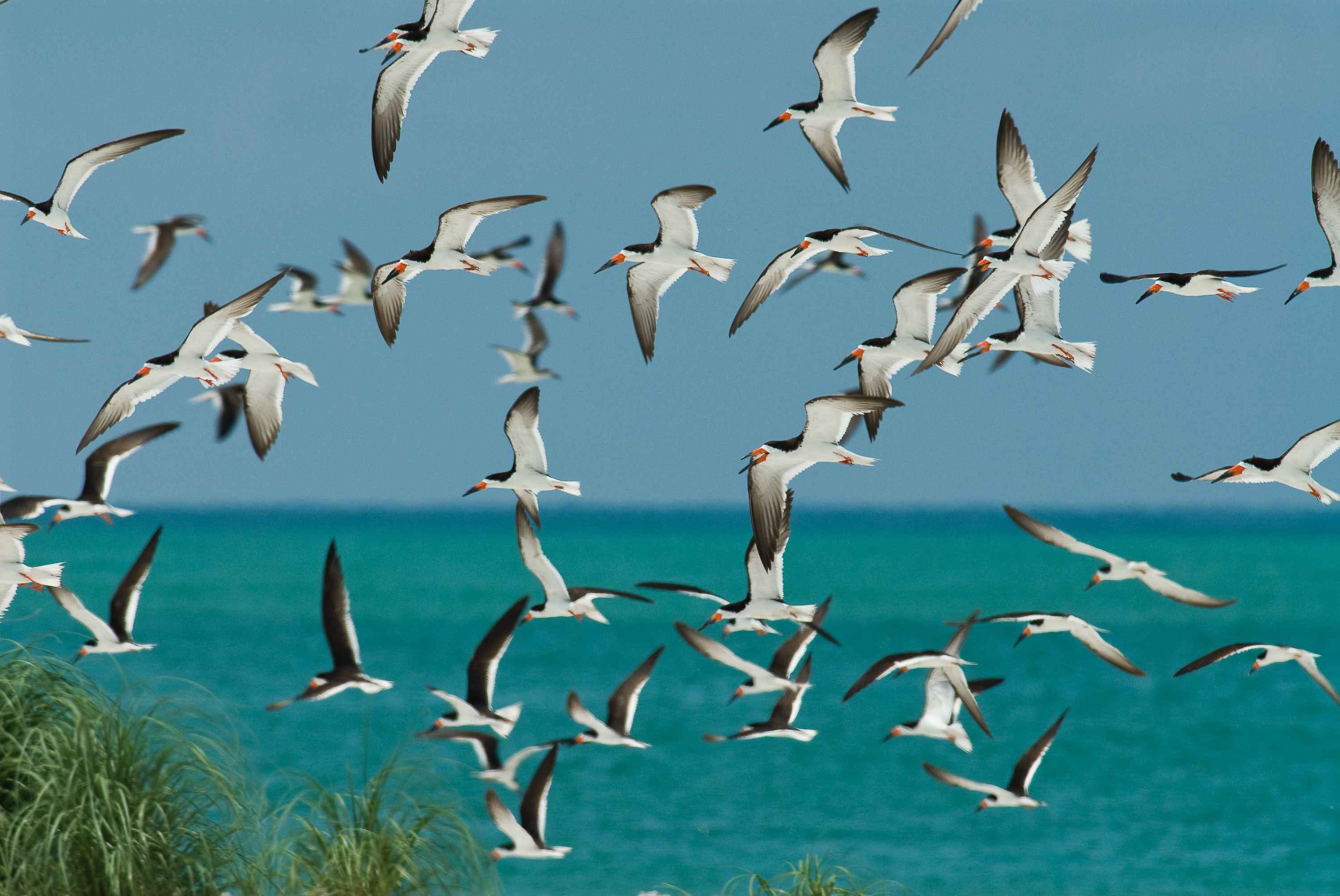 Информация о миграции птиц. Стая птиц. Миграция птиц. Морские птицы морские птицы. Чайки много.
