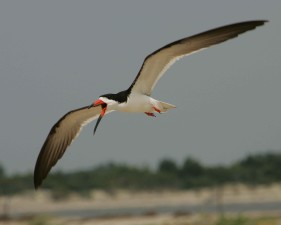 Des Oiseaux Images Gratuites Images Du Domaine Public