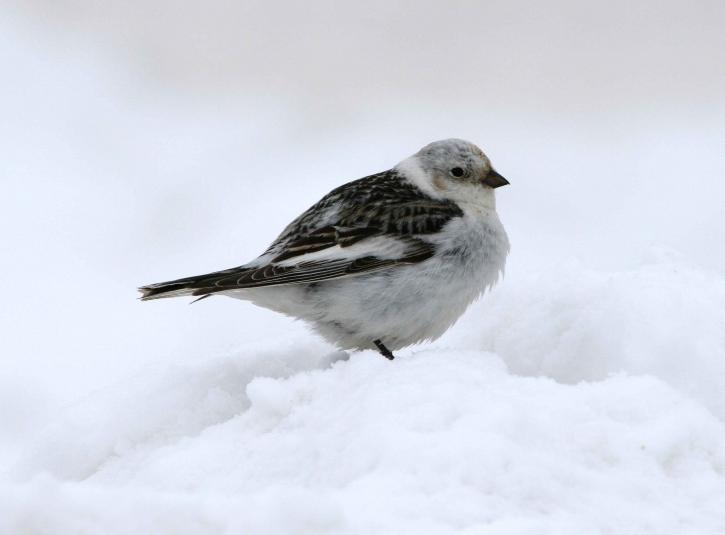 snow, bunting, bird, plectrophenax nivalis