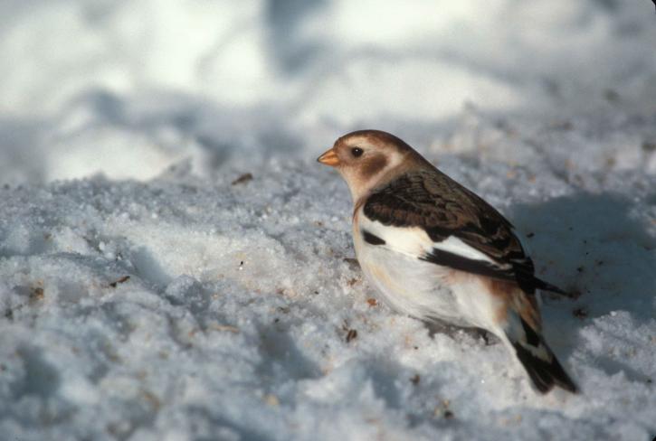 snow, bunting, breeding, plumage, plectrophenax nivalis